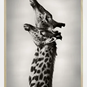 True Love Poster (21x29.7 cm (A4)) Commande En Gros