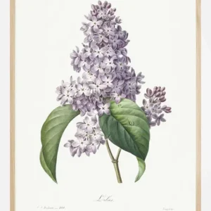 Achetez Aujourd’hui Lilac Flower Poster (21x29.7 cm (A4))