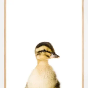 Acheter Direct Baby Duck Poster (21x29.7 cm (A4))