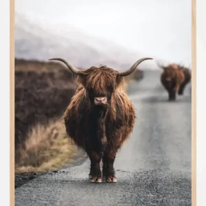 Vente Directe Cow Poster (21x29.7 cm (A4))