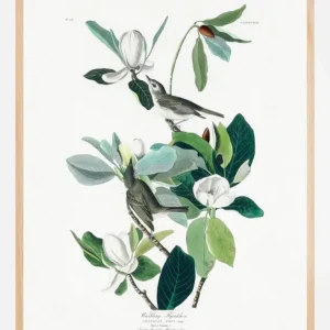 Warbling Flycatcher From Birds of America (1827) Poster (21x29.7 cm (A4)) Certifié