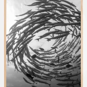 Barracuda Tornado Poster (21x29.7 cm (A4)) Nouvel Arrivage