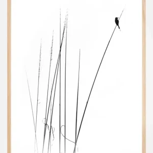 A sabbatical Poster (21x29.7 cm (A4)) Commande En Gros