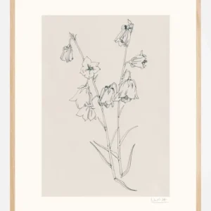 Acheter Direct Bellflowers ink drawing Poster (21x29.7 cm (A4))
