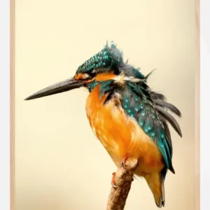 Vente Flash Bird On Tree Poster (21x29.7 cm (A4))