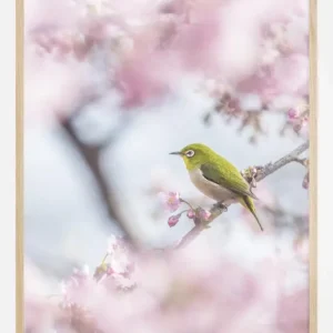 Acheter Direct Cherry Blossom color Poster (21x29.7 cm (A4))