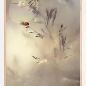 Affaire À Saisir Little Lady Poster (21x29.7 cm (A4))