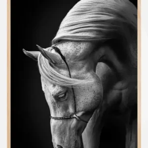 White Stallion Poster (21x29.7 cm (A4)) Prix Réduit