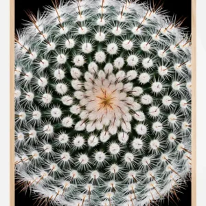 Acheter Direct Notocactus scopa Poster (21x29.7 cm (A4))