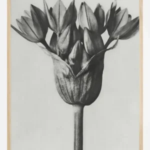 Vente Directe Grey Flower Poster (21x29.7 cm (A4))