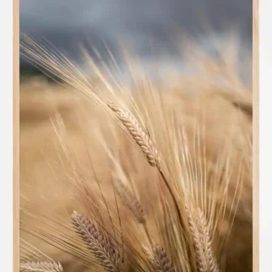 Wheat Poster (21x29.7 cm (A4)) Réduction
