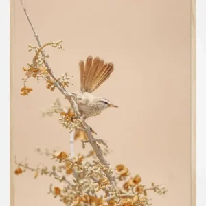 Acheter Direct Scrub Warbler Poster (21x29.7 cm (A4))