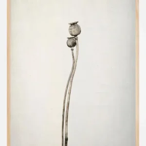 Two Old Poppies Poster (21x29.7 cm (A4)) Offre Exclusive