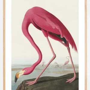 American Flamingo Poster (21x29.7 cm (A4)) Paiement Sécurisé