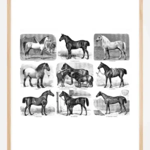Top Vente Paardenrassen Poster (21x29,7 cm (A4))