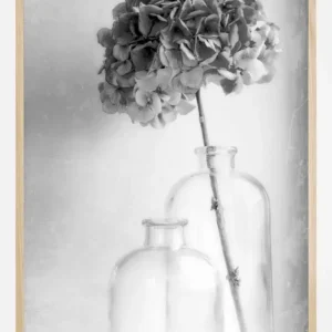 Achetez Aujourd’hui Hydrangea Poster (21x29.7 cm (A4))