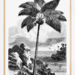 Vintage Palm Tree Drawing I Poster (21x29.7 cm (A4)) Quantité Limitée