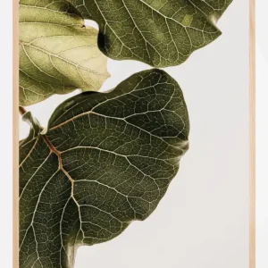 Abutifolia No1 Poster (21x29.7 cm (A4)) Acheter Direct