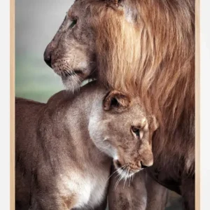 Wild Lion Love Poster (21x29.7 cm (A4)) Paiement Sécurisé