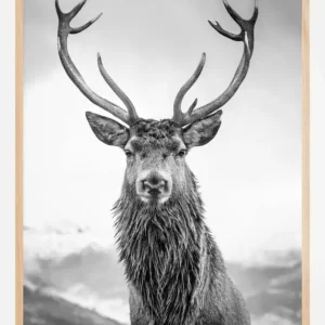 Vente Directe Curious Deer Poster (21x29.7 cm (A4))