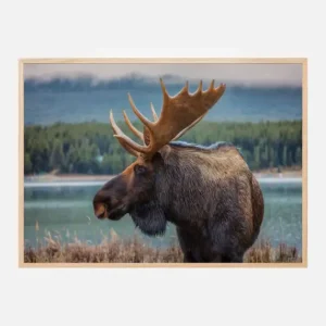 Affaire À Saisir Moose Poster (21x29.7 cm (A4))