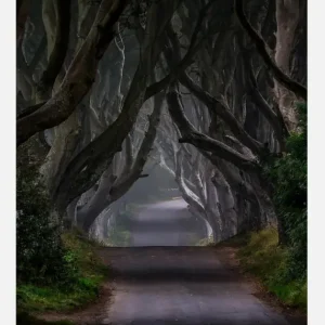 The Dark Hedges Magic Road Canvasprint (30x40 cm) Expédition Rapide
