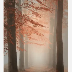 Autumn Dream Canvasprint (30x40 cm) Offre Limitée
