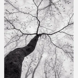 A View Of The Tree Crown Canvasprint (30x40 cm) Promotion Saisonnière