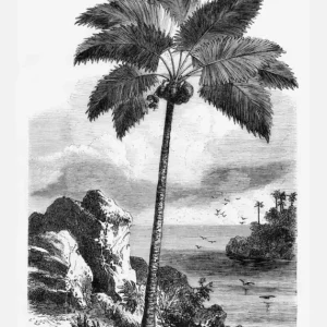 Vintage Palm Tree Drawing I Canvasprint (30x40 cm) Commander Maintenant