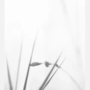 Affaire À Saisir Fog Canvasprint (30x40 cm)