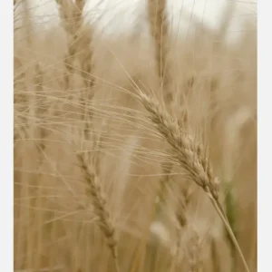 Wheat Field Canvasprint (30x40 cm) Top Vente