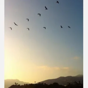 Acheter En Ligne Goodbye Birds Canvasprint (30x40 cm)