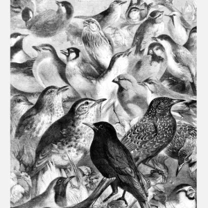 Birds Canvasprint (30x40 cm) Quantité Limitée