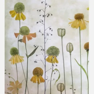 Top Vente Helenium Canvasprint (30x40 cm)