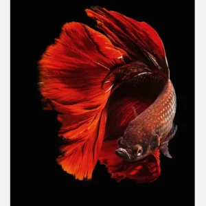 Acheter En Ligne The Red Canvasprint (30x40 cm)