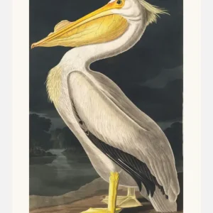 Authentique American White Pelican From Birds Of America (1827) Canvasprint (30x40 cm)