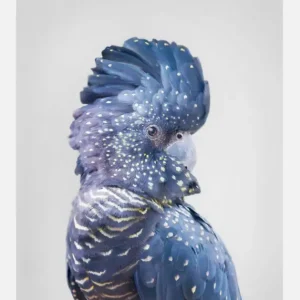 Black Cockatoo Canvasprint (30x40 cm) Prix Bas