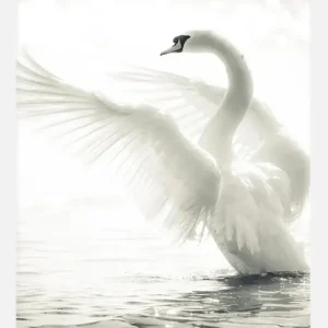 Affaire À Saisir Swan Canvasprint (30x40 cm)
