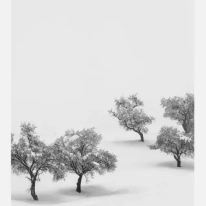 White Carpet Canvasprint (30x40 cm) Authentique