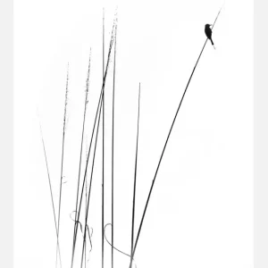 Acheter Direct A Sabbatical Canvasprint (30x40 cm)