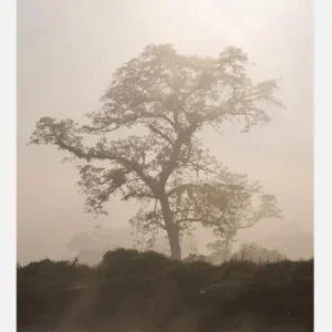 Top Vente Misty Tree Canvasprint (30x40 cm)