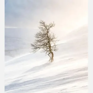 Tree Of The Frozen Wind Canvasprint (30x40 cm) Réduction