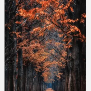 Way To Winter Canvasprint (30x40 cm) Offre Spéciale