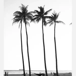 Black And White Palm Trees Canvasprint (30x40 cm) Promotion