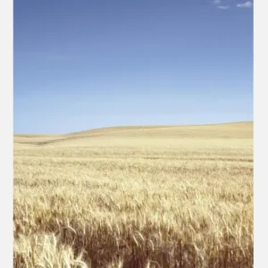 Beige Fields Canvasprint (30x40 cm) Commande En Gros