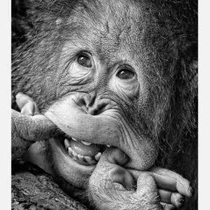 Big Smile.....please Canvasprint (30x40 cm) Authentique