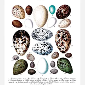 Bird Egg Chart Canvasprint (30x40 cm) Soldes