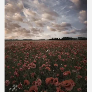 Top Vente Poppy Field In Sweden Canvasprint (30x40 cm)