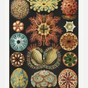 Animalium Canvasprint (30x40 cm) Expédié Aujourd’hui