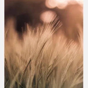 Wheat Fields I Canvasprint (30x40 cm) Prix Réduit